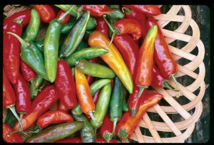 The ‘Fish’ Pepper: A Vivid History Image